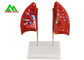 Professional Medical Teaching Models Human 3D Lung Model Natural Size supplier
