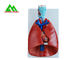 Professional Medical Teaching Models Human 3D Lung Model Natural Size supplier