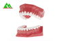 PVC Plastic Soft Gum Teeth Model , Dental Models For Teaching CE ISO supplier